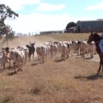 VÍDEOS: Inter TV Rural deste domingo, 22 de junho de 2025
