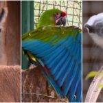 VÍDEO: Lhama, arara e sauim-de-coleira estão entre novos filhotes do Parque Ecológico de São Carlos