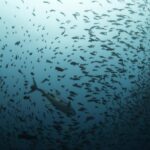 Peixes estão desaprendendo suas rotas migratórias e a culpa pode ser da pescaria, sugere estudo | Meio Ambiente
