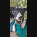 Cão que ficou três dias preso em córrego é resgatado; animal caiu de altura de 10 metros