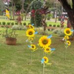 ‘Não viram o sol brilhar’: girassóis são plantados em homenagem às vítimas de feminicídio em MS | Mato Grosso do Sul
