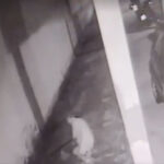 Idosa de 77 anos é brutalmente agredida por vizinhas em condomínio na Ilha do Governador (RJ)