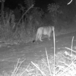 Onça-parda é flagrada rondando propriedade de veterinário em SC; VÍDEO | Santa Catarina