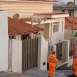 VÍDEO: Bode sobe em telhado de casa e é resgatado pelos bombeiros em MG