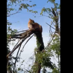 VÍDEO: onça-parda sobe em árvore e mobiliza equipes em Limeira
