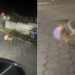 Cachorro 'caramelo' é flagrado carregando caixa de pizza no interior de SP: 'Fazendo o próprio delivery'