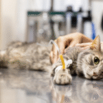 gatos e pássaros aparecem mortos com suspeita de envenenamento em Campo Grande