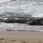 Filhote de 5 metros de baleia-franca é encontrado morto em praia pacata querida por surfistas em SC
