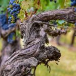 5 vinhos de vinhas velhas imperdíveis