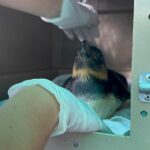 Pinguim resgatado em AL é transferido para aquário; entenda porque aves aparecem no litoral alagoano