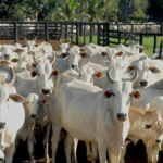 Polícia indicia 32 pessoas suspeitas de furtar gado para abater e vender carne no interior do Tocantins