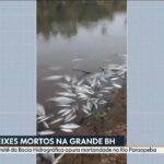 Pescadores denunciam mortes de peixes no Rio Paraopeba