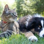 IA já pode indicar como animais estão se sentindo