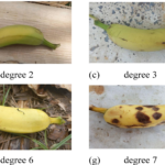 Conheça app criado por cearenses que pode reduzir perdas no cultivo da banana