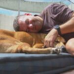Cachorro abandonado que andava de BRT é adotado e ganha nome de ‘Busão’
