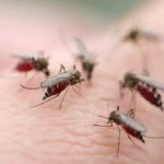 Condomínio no Recreio (RJ) enfrenta infestação de mosquitos e moradores relatam risco à saúde