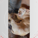 Maus-tratos: galos de rinha, cachorros, pássaros e uma gata são encontrados abandonados em propriedade rural, no Paraná