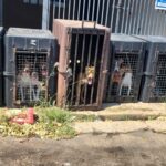 Operação da Polícia Civil resgata cachorros em situação de maus-tratos no interior de SP