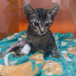 Psicólogo que teria adotado e torturado gatos em 'experimentos' no DF será julgado nesta semana