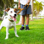 Justiça de limeira valida multa de R$ 2.640 por deixar cães soltos em condomínio