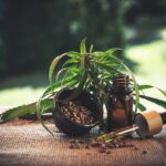 Médicos prescritores de maconha medicinal são processados e enfrentam insegurança jurídica
