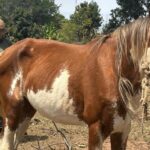 Idoso é multado por maus-tratos a cavalo em chácara de Martinópolis