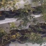 Polícia encontra estufa com 43 pés de maconha em apartamento no Grande Recife