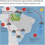 árvore sumaúma é símbolo da floresta e aliada no combate às mudanças climáticas