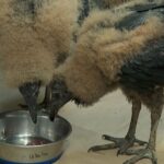 Cetras de Ribeirão muda protocolo de atendimento a animais vítimas de incêndio