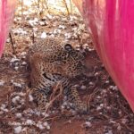 Filhote de onça-pintada se esconde do calor em sombra de rolo de algodão em MT